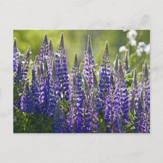 Colorful Spring Lupines... Postcard