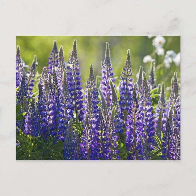 Colorful Spring Lupines... Postcard (Front)