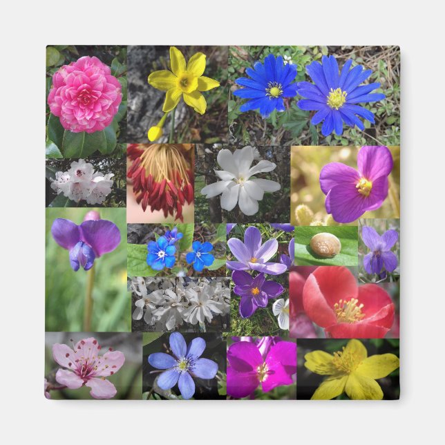 colorful spring - magnet (Front)