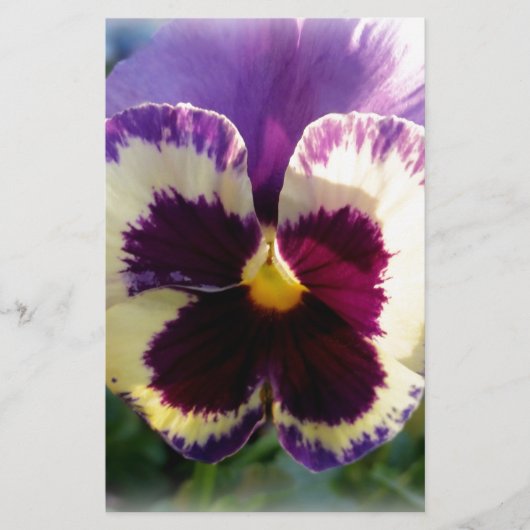 colorful spring Pansy (Front)