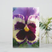 colorful spring Pansy (Standing Front)