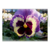 colorful spring Pansy (Front Horizontal)