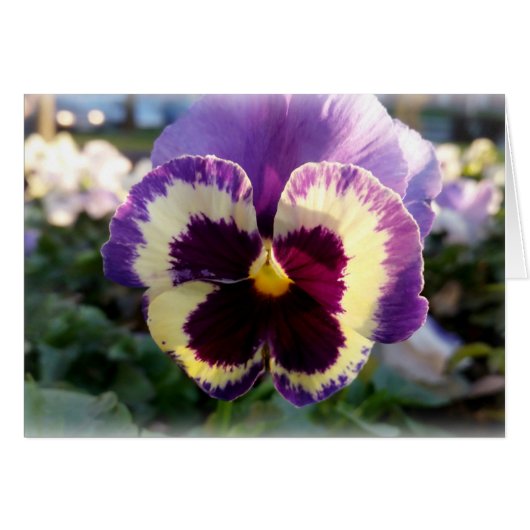 colorful spring Pansy Cards (Front Horizontal)