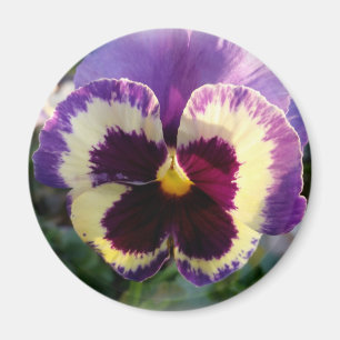 colorful spring Pansy Magnet