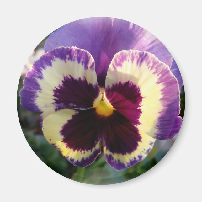 colorful spring Pansy Magnet (Front)