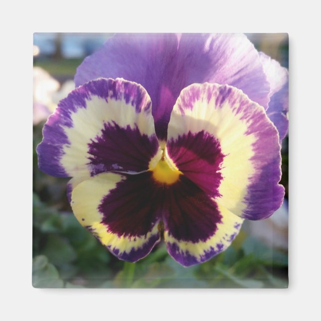 colorful spring Pansy Magnet (Front)