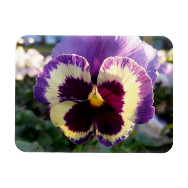 colorful spring Pansy Magnet (Horizontal)