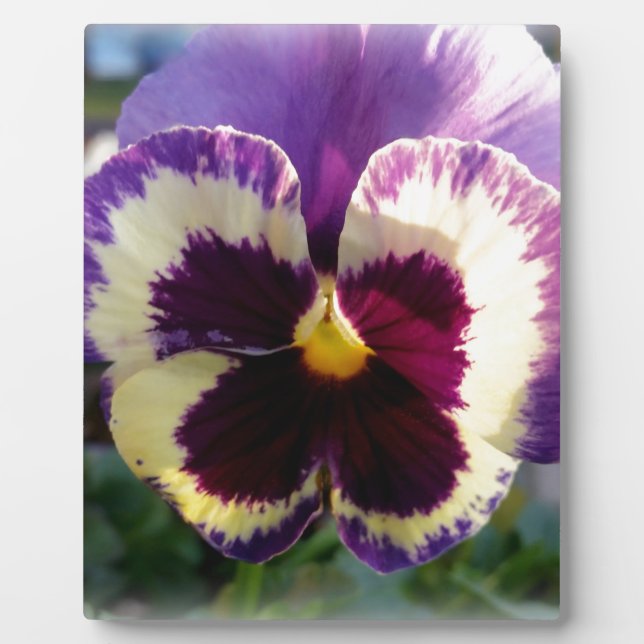 colorful spring Pansy Plaque (Front)