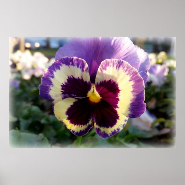 colorful spring Pansy Poster (Front)