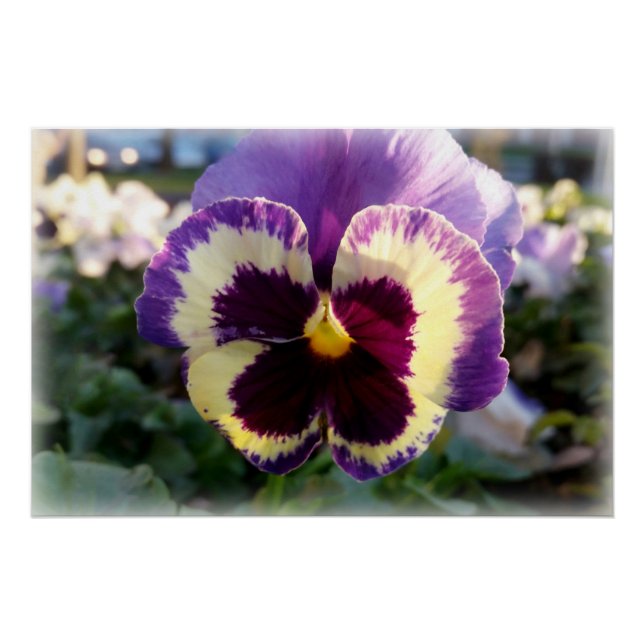 colorful spring Pansy Poster (Front)