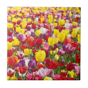 Colorful Spring Tulip Flowers Tile art gifts
