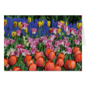 Colorful spring tulips (Front Horizontal)
