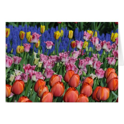 Colorful spring tulips cards (Front Horizontal)