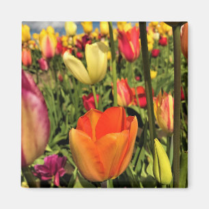 Colorful Spring Tulips Magnet