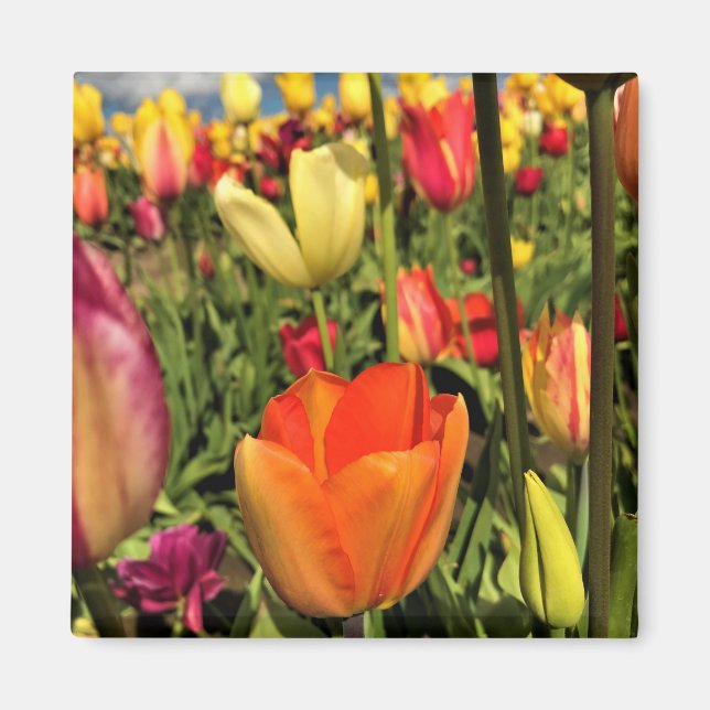Colorful Spring Tulips Magnet (Front)