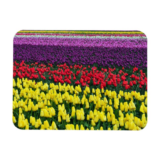 Colorful spring tulips magnet (Horizontal)