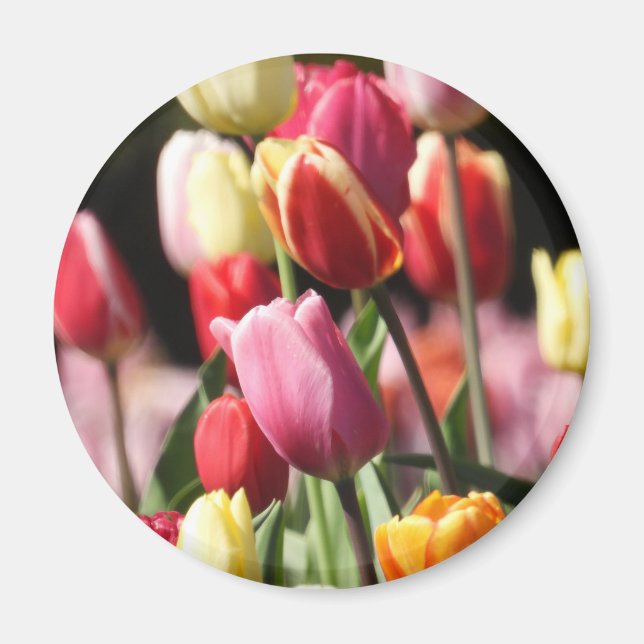 Colorful Spring Tulips Magnet (Front)