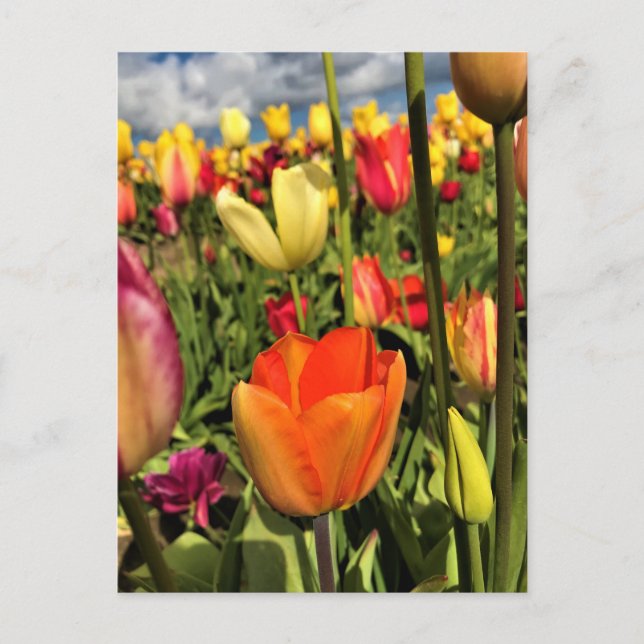 Colorful Spring Tulips Postcard (Front)
