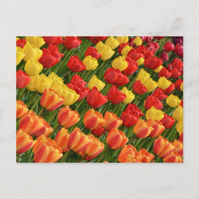 Colorful spring tulips postcard (Front)