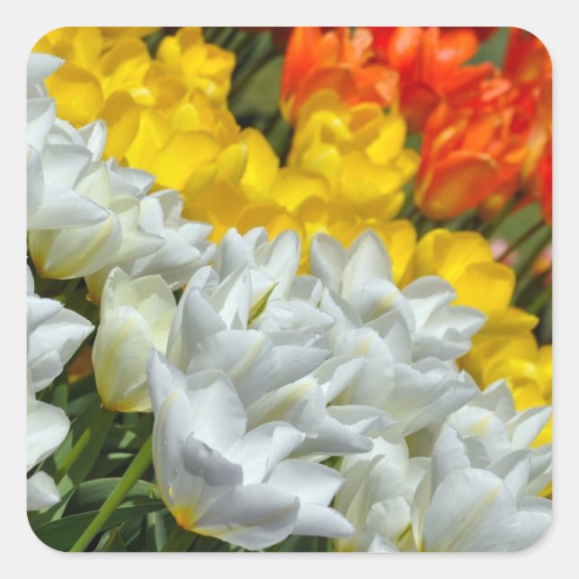 Colorful spring tulips sticker (Front)