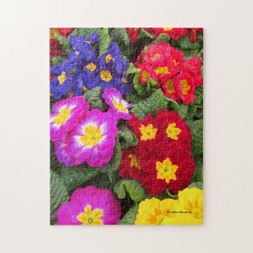 Colorful Springtime Floral Medley of Primulas Jigsaw Puzzle