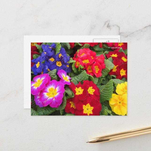 Colorful Springtime Floral Medley of Primulas Postcard (Front/Back In Situ)