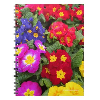 Colorful Springtime Medley of Primulas