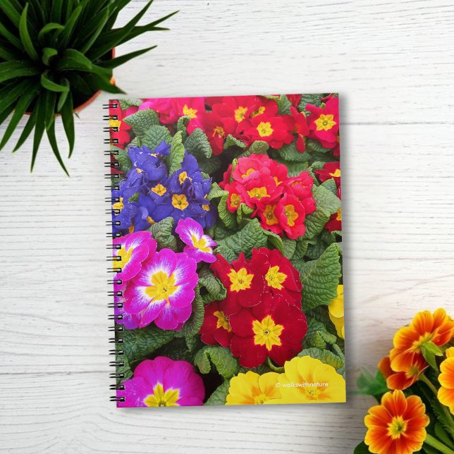 Colorful Springtime Medley of Primulas Notebook (Colorful Springtime Medley of Primulas Journal Cover Photo)