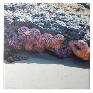 Colorful Starfish at Bob Creek, OR Ceramic Tile