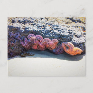 Colorful Starfish at Bob Creek Postcard