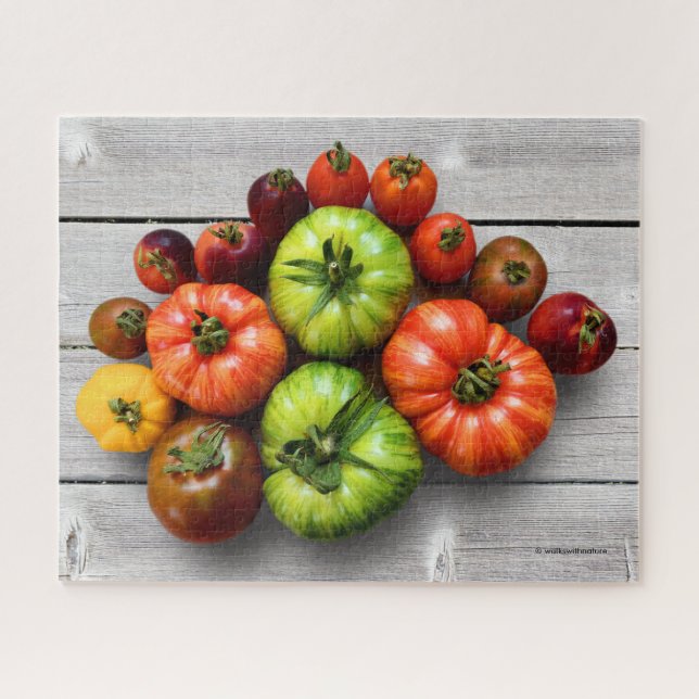 Colorful Striped Tomatoes on Weathered Table Jigsaw Puzzle (Horizontal)
