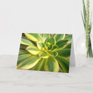 Colorful Succulent #2 Note Card