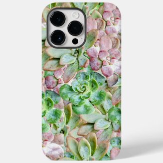 Colorful Succulent     
