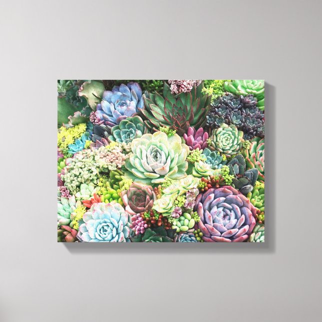 Colorful Succulent Garden Canvas Print (Front)