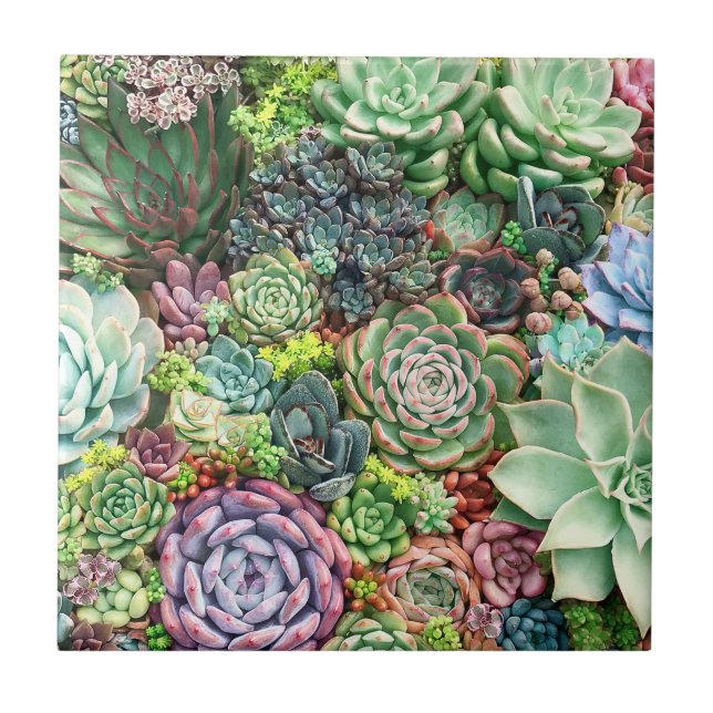 Colorful Succulent Garden Ceramic Tile (Front)