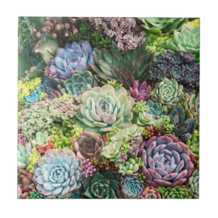 Colorful Succulent Garden Ceramic Tile