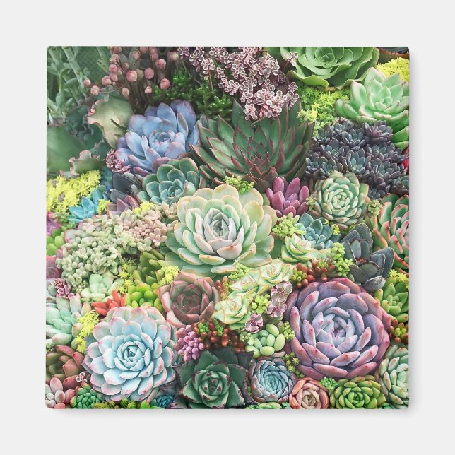 Colorful Succulent Garden Magnet (Front)