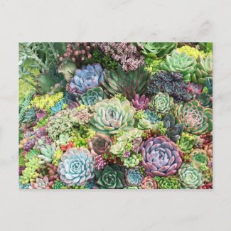 Colorful Succulent Garden