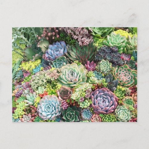 Colorful Succulent Garden Postcard