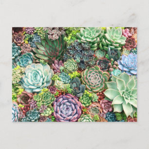 Colorful Succulent Garden Postcard