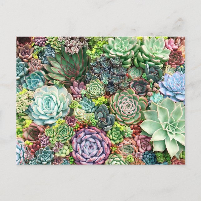 Colorful Succulent Garden Postcard (Front)