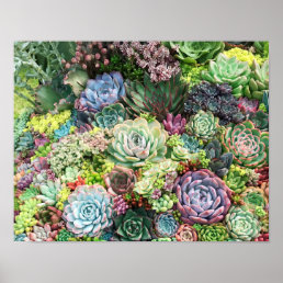 Colorful Succulent Garden Poster