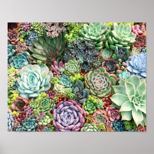 Colorful Succulent Garden Poster | Zazzle.com