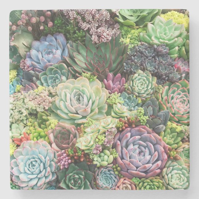 Colorful Succulent Garden Stone Coaster (Front)