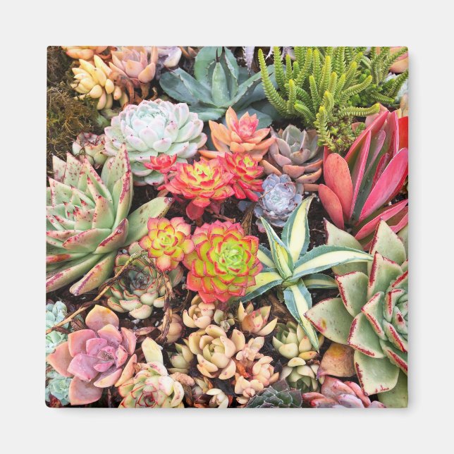 Colorful Succulent Mix Magnet (Front)