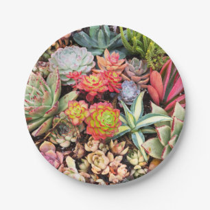 Colorful Succulent Mix Paper Plate