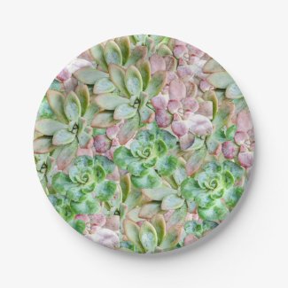 Colorful Succulent     