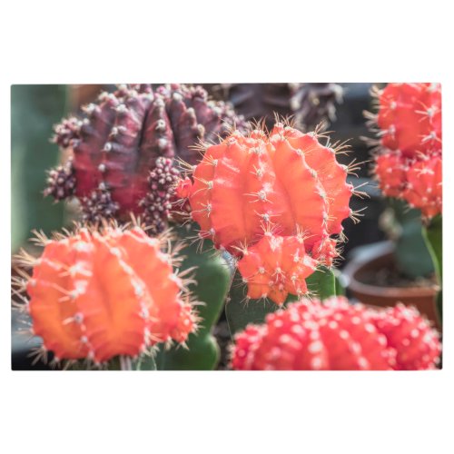 colorful succulent plant in bloom   metal print