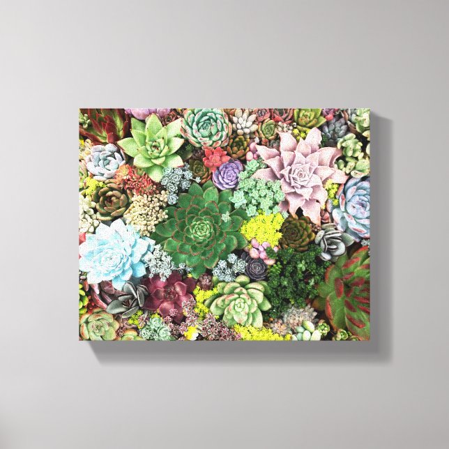 Colorful Succulents Canvas Print (Front)