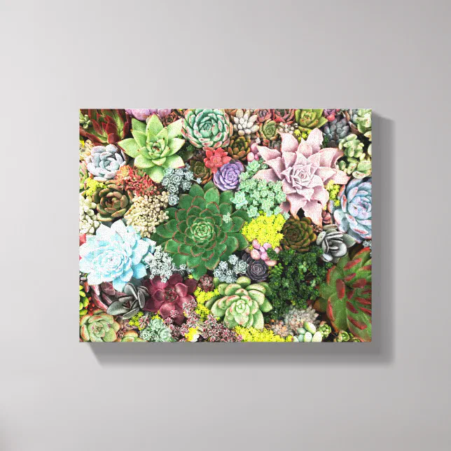 Colorful Succulents Canvas Print | Zazzle